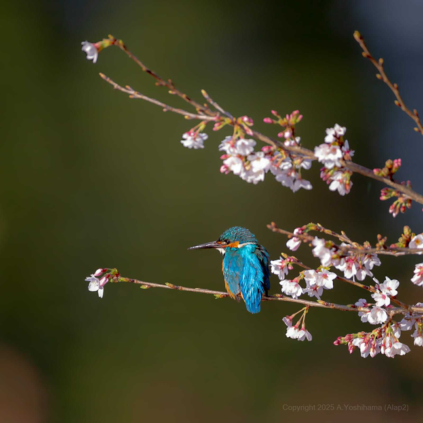 花鳥風月 -鳥- エスティー 万年筆 BUNGUBOX × Esterbrook