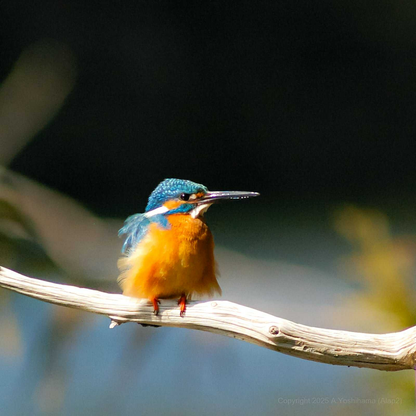 翡翠インク付き 花鳥風月 -鳥- エスティー万年筆 BUNGUBOX x Esterbrook